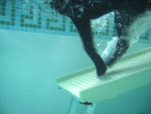 George Coming Down the PetRamp
George preferred to run down the PetRamp and into the pool instead of jumping off the side.
Trefwoorden: George PetRamp underwater swimming dog canine hydortherapy