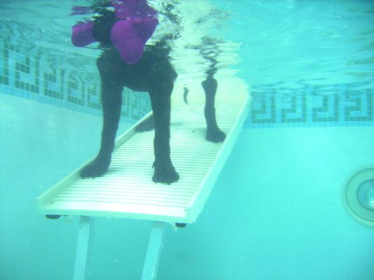 George and the Magenta Dog Bone
Viewed from underwater.  George is standing on the PetRamp, his favoured method of getting into the pool.
Ключевые слова: George PetRamp underwater swimming dog canine hydortherapy