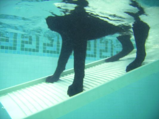 George on the PetRamp
Viewed from underwater.
Anahtar kelimeler: George PetRamp underwater swimming dog canine hydortherapy