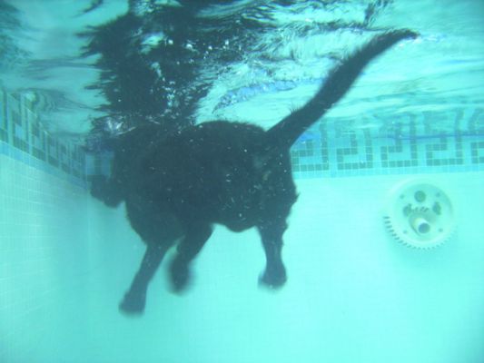 George Swimming To The Far End of the Pool
George would swim to the far end of the pool, fetch one (or more) of the floating toys, and then swim back to the PetRamp.
Keywords: George PetRamp underwater swimming dog canine hydortherapy