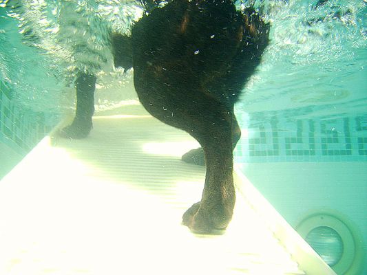 George Heading Up the PetRamp
. . . and out of the pool.
Keywords: George PetRamp underwater swimming dog canine hydortherapy