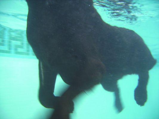 George Swimming
An underwater shot of George swimming in the pool, as photographed by Zbig.
Λέξεις-κλειδιά: George PetRamp underwater swimming dog canine hydortherapy Zbig