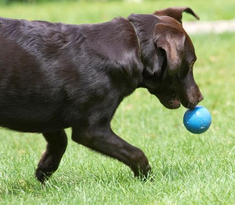 Ball balancing act!
Λέξεις-κλειδιά: George Chocolate Labrador ball