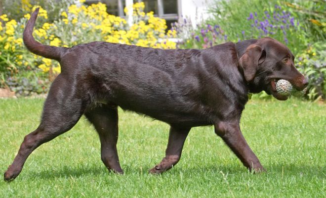 George
Keywords: George Chocolate Labrador