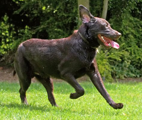 Pure joy
Anahtar kelimeler: George Chocolate Labrador