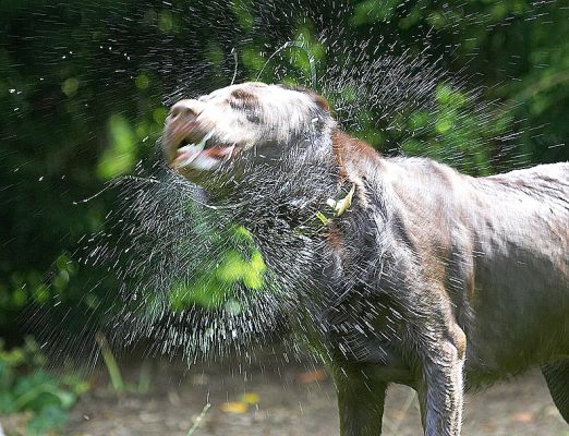 Look at me - a spin drier!
Keywords: George Chocolate Labrador