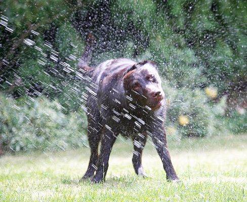 As fast as I shake off this water more keeps coming!
Mots-clés: George Chocolate Labrador