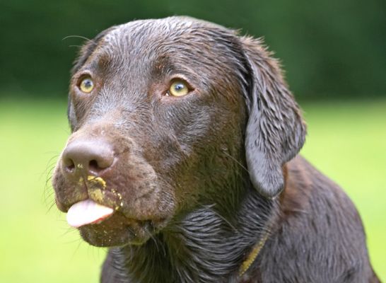 Picnic time!
Palabras clave: George Chocolate Labrador