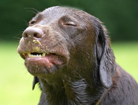 Hey, I can pull funny faces too!
Mots-clés: George Chocolate Labrador