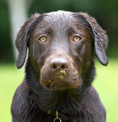 What does she want?  I'm busy eating my peanut butter
Ključne besede: George Chocolate Labrador