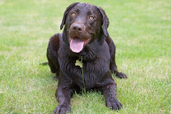 Jus' chillin'
الكلمات الإستدلالية(لتسهيل البحث): George Chocolate Labrador