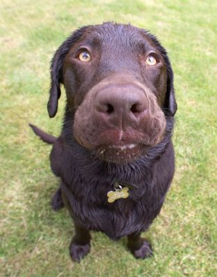 Does my nose look big?
Keywords: George Chocolate Labrador