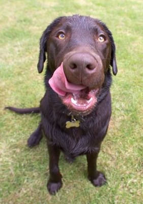Lip smackin'
Keywords: George Chocolate Labrador