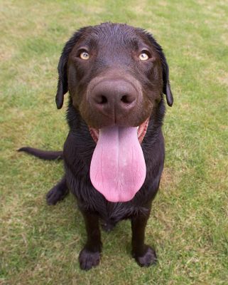 This is MY way of cooling down!
Λέξεις-κλειδιά: George Chocolate Labrador tongue