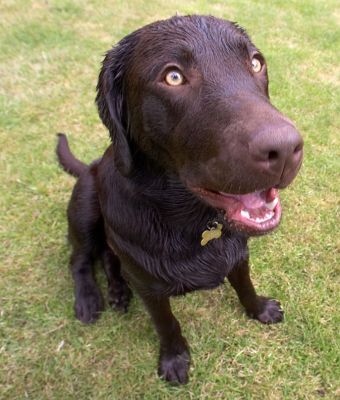 Haven't I got the most beautiful eyes......
Keywords: George Chocolate Labrador