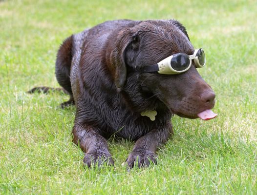 Cool dude
Palabras Clave: George Chocolate Labrador doggles sunglasses