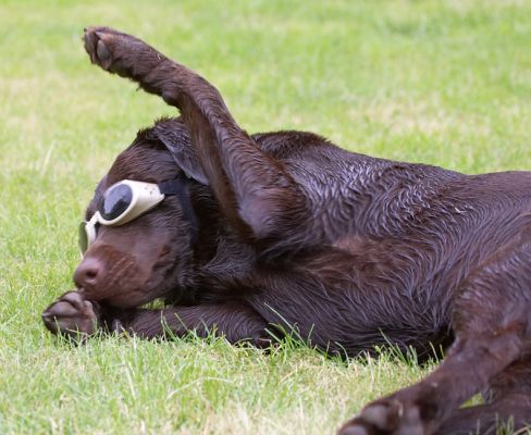 Just waving to my fans
Keywords: George Chocolate Labrador doggles sunglasses