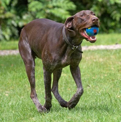 Ha, and they thought I didn't know how to catch balls!
Anahtar kelimeler: Josh German Shorthaired Pointer GSP ball