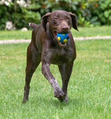 And, I'm bringing the ball back
Keywords: Josh German Shorthaired Pointer GSP ball