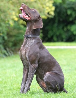 Gimme, gimme, please
Mots-clés: Josh German Shorthaired Pointer GSP