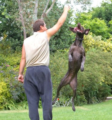 I could compete in those agility competitions!
Ключевые слова: Josh German Shorthaired Pointer GSP Zbigniew