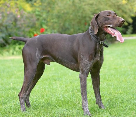 Now where's he going to throw it?
Mots-clés: Josh German Shorthaired Pointer GSP
