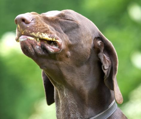 This is soooooooo yummy
Anahtar kelimeler: Josh German Shorthaired Pointer GSP