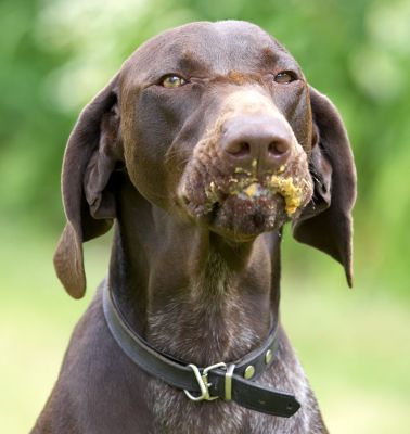 Yes, I know I've got a mucky face
Klíčová slova: Josh German Shorthaired Pointer GSP