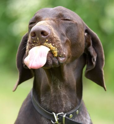 I even do this regally
Keywords: Josh German Shorthaired Pointer GSP tongue