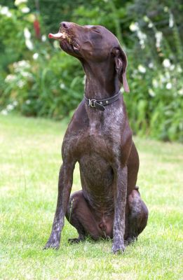 Well, I'm enjoying myself
Palabras Clave: Josh German Shorthaired Pointer GSP tongue