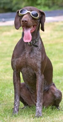 I'll just give them my best smile
Trefwoorden: Josh German Shorthaired Pointer GSP doggles sunglasses tongue