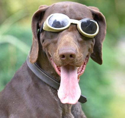 Still papping, eh
See the doggie guest book at [url=http://www.dog-hotel.co.uk/Guests] Dog Hotel Blog [/url].
Avainsanat: Josh German Shorthaired Pointer GSP doggles sunglasses tongue