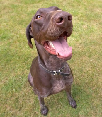 Gimme that cookie
Klíčová slova: Josh German Shorthaired Pointer GSP tongue