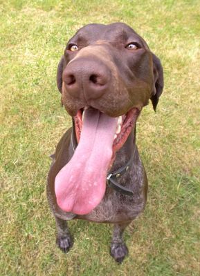How long DO you think my tongue is?
Ключевые слова: Josh German Shorthaired Pointer GSP tongue