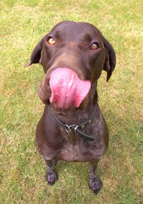 Well, long enough to more than cover my nose
Schlüsselwörter: Josh German Shorthaired Pointer GSP tongue