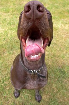 Gosh, all this starring is sooooo tiring
Anahtar kelimeler: Josh German Shorthaired Pointer GSP tongue