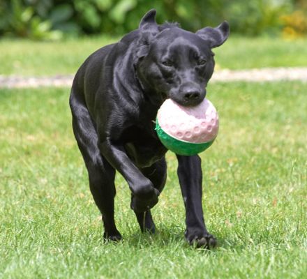 Now, this is what I call a man's ball!
Palabras Clave: Ben Black Labrador ball
