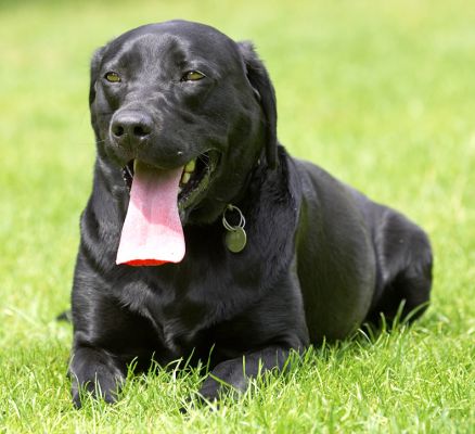 I wonder if it's as hot in Australia
الكلمات الإستدلالية(لتسهيل البحث): Ben Black Labrador tongue
