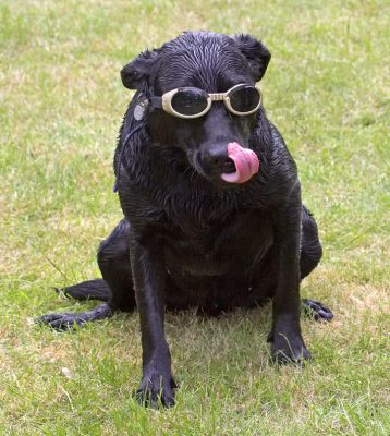 Hello, where did the sun go?
Anahtar kelimeler: Ben Black Labrador doggles sunglasses tongue