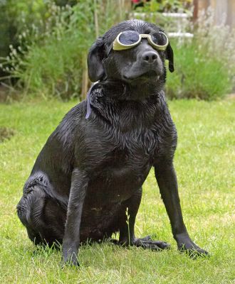 Don't I look like an aviator?
Ключевые слова: Ben Black Labrador doggles sunglasses
