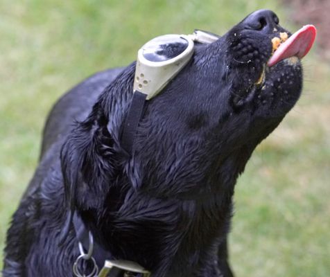 I'm looking for the sun
Λέξεις-κλειδιά: Ben Black Labrador doggles sunglasses tongue