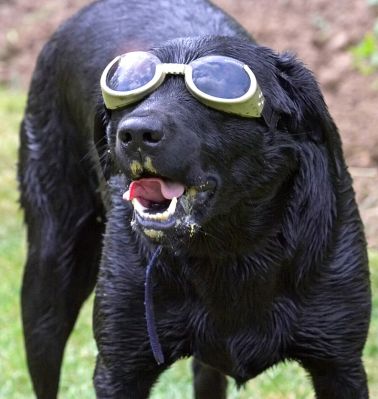 Yep, there are fluffy white clouds up there
Keywords: Ben Black Labrador doggles sunglasses