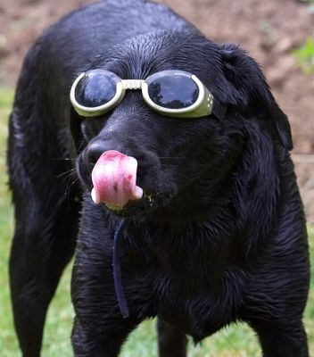 Dining al fresco
Ključne besede: Ben Black Labrador doggles sunglasses tongue