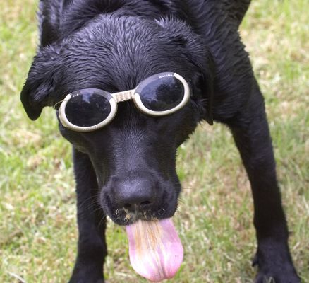 Getting down to it
Ключові слова: Ben Black Labrador doggles sunglasses tongue
