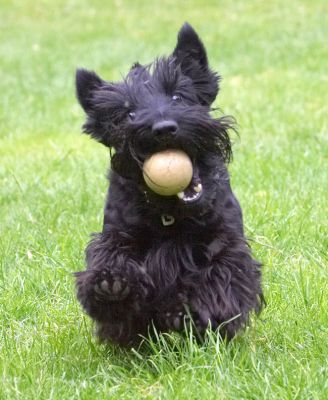 I just love this job
Keywords: Hettie Scottish Terrier Scottie