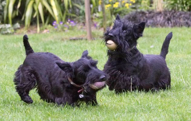 We're soooo happy playing together
Λέξεις-κλειδιά: Hettie Flora Scottish Terrier Scottie