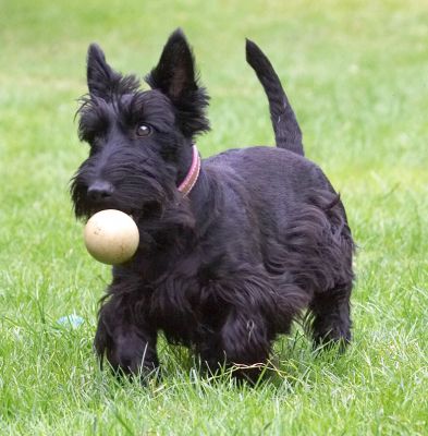 I really do have a grip on this ball
Ключові слова: Hettie Scottish Terrier Scottie
