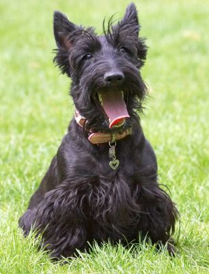 I'm so happy I could burst
Schlüsselwörter: Hettie Scottish Terrier Scottie tongue