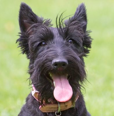 I'm so pretty
Mots-clés: Hettie Scottish Terrier Scottie tongue