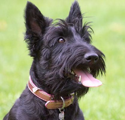 I'm hogging the camera a bit aren't I?!
Keywords: Hettie Scottish Terrier Scottie tongue